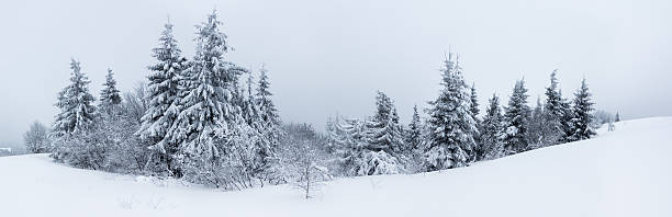 istock Spruce Tree Forest Covered by Snow in Winter Landscape 482131464