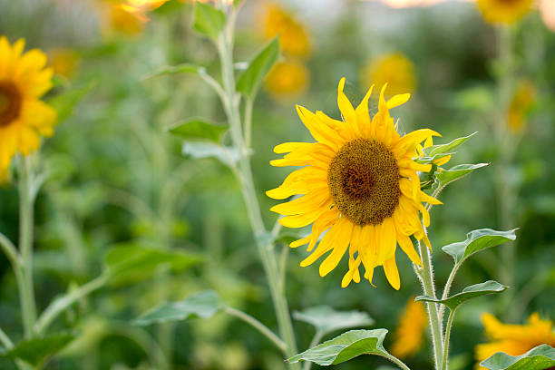 istock Sunflowers at the sunset 482132176