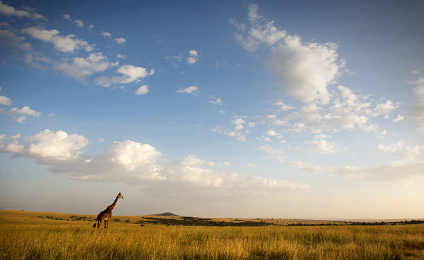 Masai Mara Lone giraffe in the open expanse of the Masai Mara, Kenya masai giraffe stock pictures, royalty-free photos & images