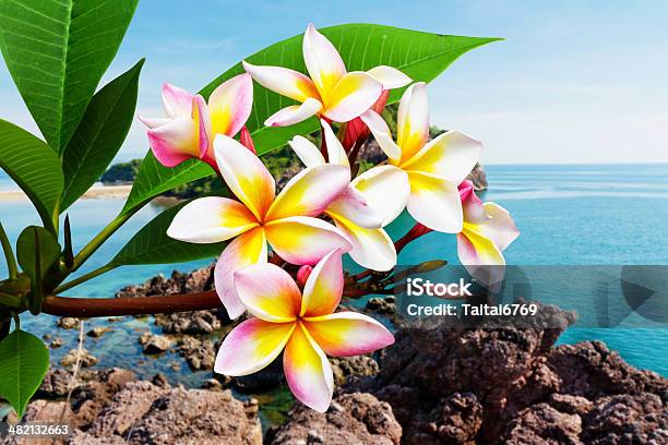 Leelawadee Flower At Beach Stock Photo - Download Image Now - Asia, Bali, Bay of Water