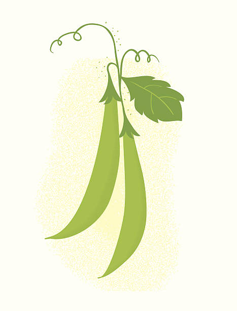Snap peas Sugar snap peas on vines, drawn in storybook style.  AI CS4 file included.  All elements labeled and organized on separate layers for easy color changes.  runner bean stock illustrations