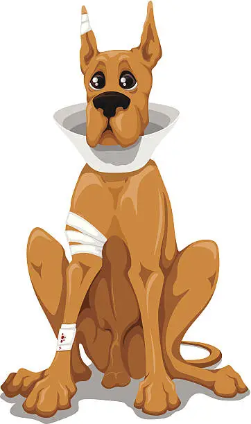 Vector illustration of Great Dane - at the vet