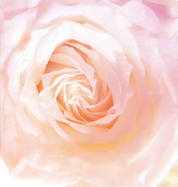 istock Set of soft flowers background 482134986
