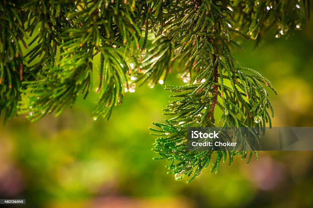 Pine on blurred colorful background forest. Raindrops on pine Pine branch close up after rain on blurred colorful background forest. Raindrops on pine needles 2015 Stock Photo