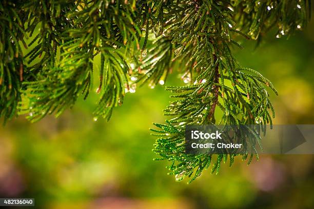 Pine On Blurred Colorful Background Forest Raindrops On Pine Stock Photo - Download Image Now