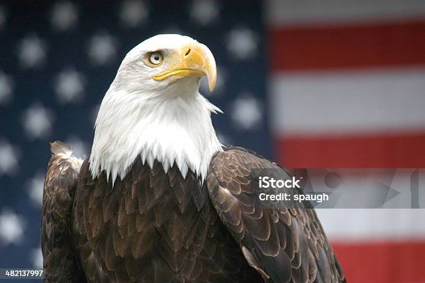 국가주의 이글 대머리독수리에 대한 스톡 사진 및 기타 이미지 - 대머리독수리, 애국심, 미국