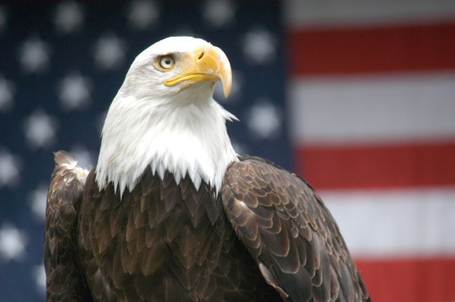 Proud eagle in front of defocused flag