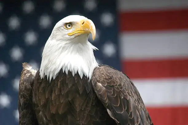 Proud eagle in front of defocused flag