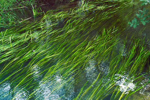 forest river algae in cold clear waters