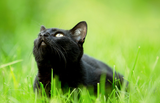 cute little black kitten lying in the grass