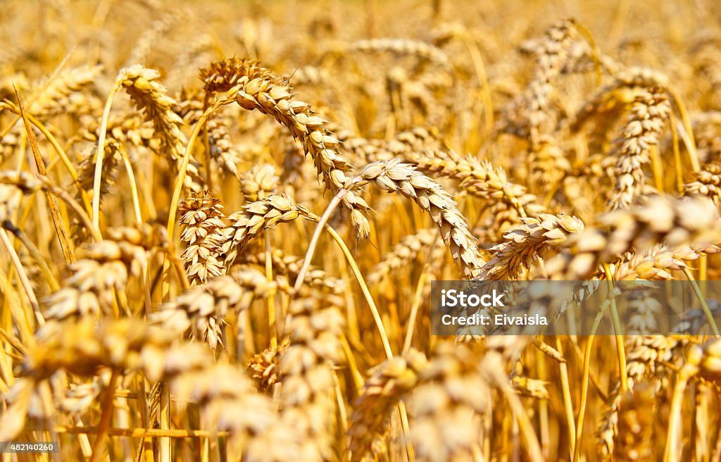 wheat field in the sunset Golden wheat field in the sunset or sundown. Idyllic scene with ripe cereal plants on a field. Ear Of Wheat Stock Photo