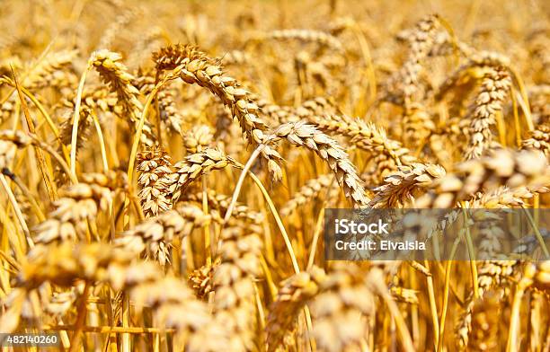 Wheat Field In The Sunset Stock Photo - Download Image Now - Ear Of Wheat, Rye - Grain, 2015