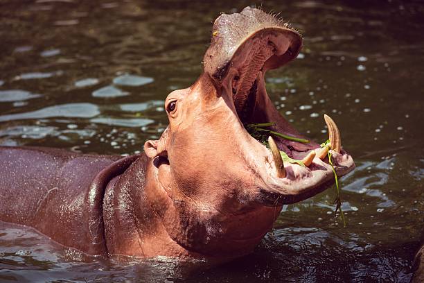 istock Hippopotamus, animals, mammals and herbivorous. 482140426