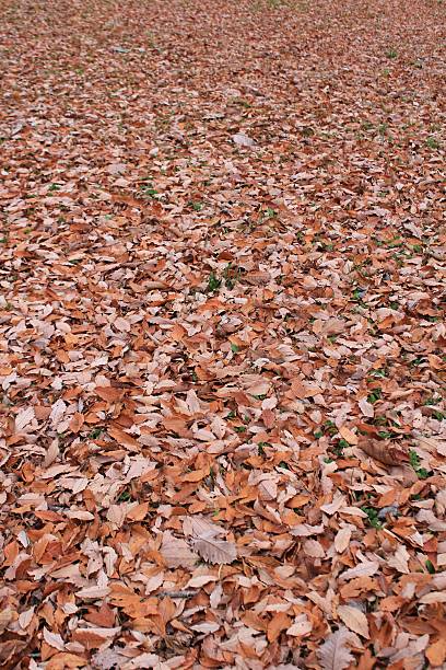 istock Leaves in the Autumn 482140678