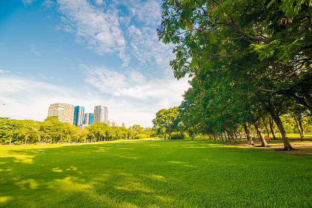 istock Beautiful meadow and tree in the park 482140838