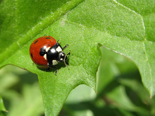istock Insect beetle nature close-up on green background 482141476