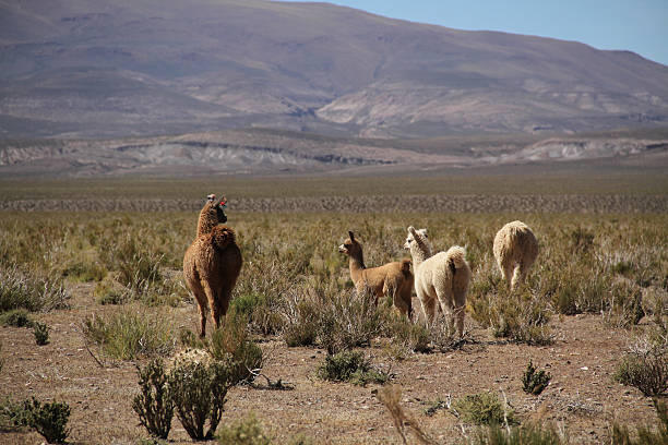 istock Group of lamas in the Altiplano 482141492