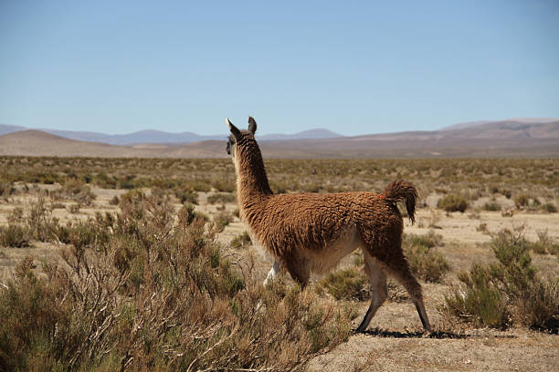 istock Lama in the Altiplano 482141502