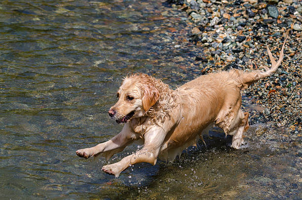 istock golden retriever running 482141742