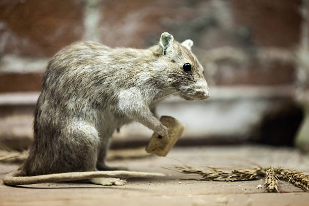 istock Rat animal eating bread food 482141942