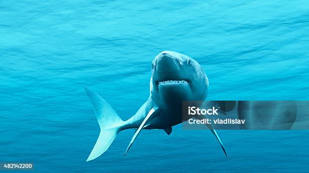 White Shark Stock Photo - Download Image Now - 2015, Animal Wildlife, Animals Hunting