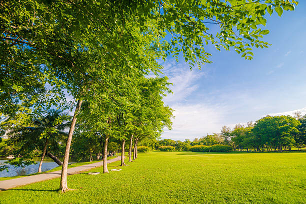 istock Beautiful meadow and tree in the park 482143078