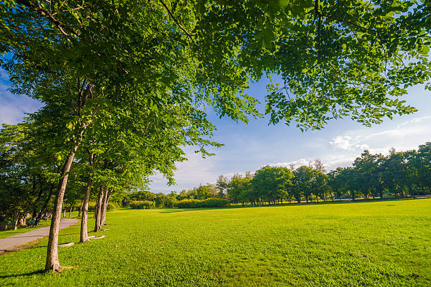 istock Big tree and sunlight in the green forest 482143094