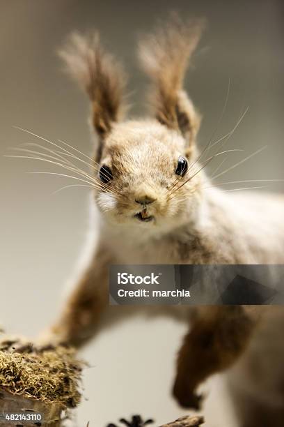 Foto de Esquilo De Animal e mais fotos de stock de 2015 - 2015, Animal, Animal de estimação