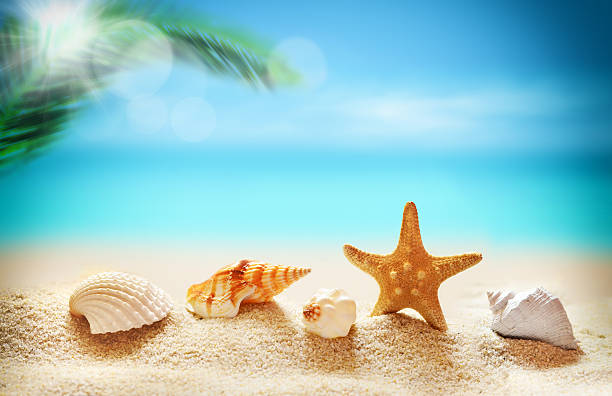 istock seashells on the sandy beach and palm 482145700