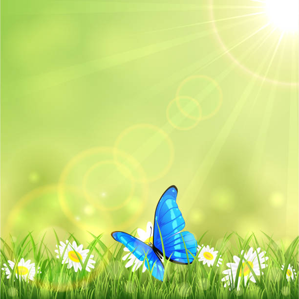 illustrazioni stock, clip art, cartoni animati e icone di tendenza di blu fiore e farfalla - butterfly flower single flower grass