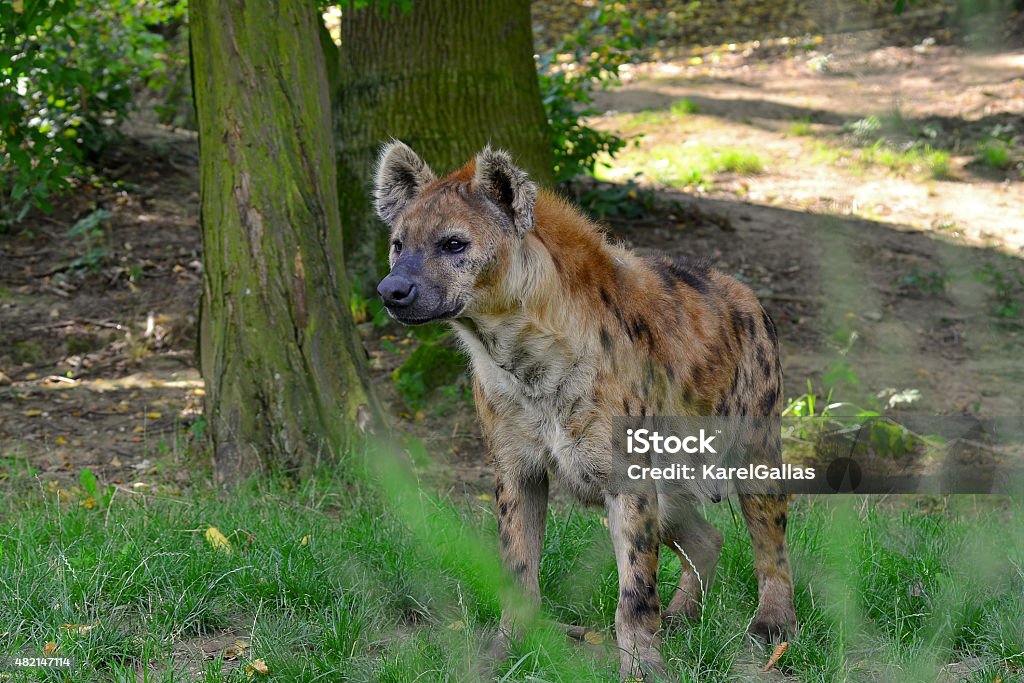 young spotted hyena laughing hyena, is a species of hyena, currently classed as the sole member of the genus Crocuta 2015 Stock Photo