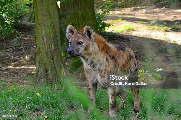 Young Spotted Hyena Stock Photo - Download Image Now - 2015, Africa, Alertness