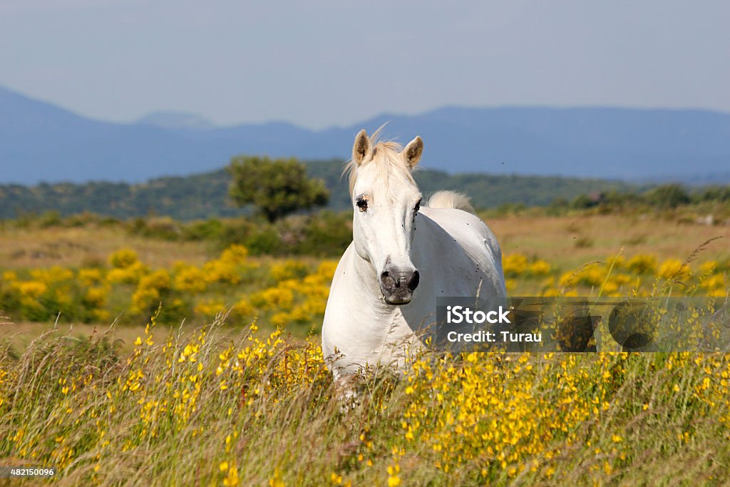 White Horse A white horse in a beautiful flower meadow 2015 Stock Photo