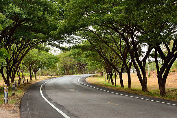istock The road to tree tunnel. 482151254
