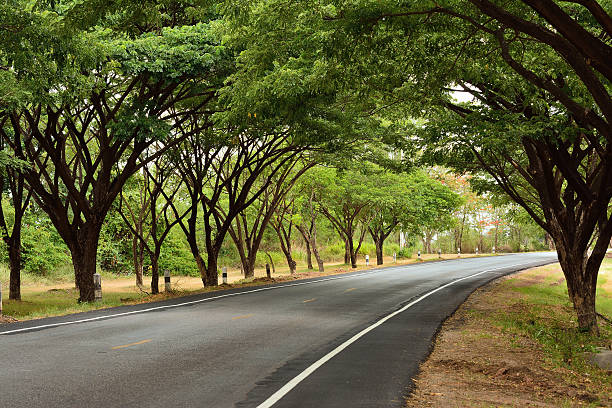 istock The road to tree tunnel. 482151270