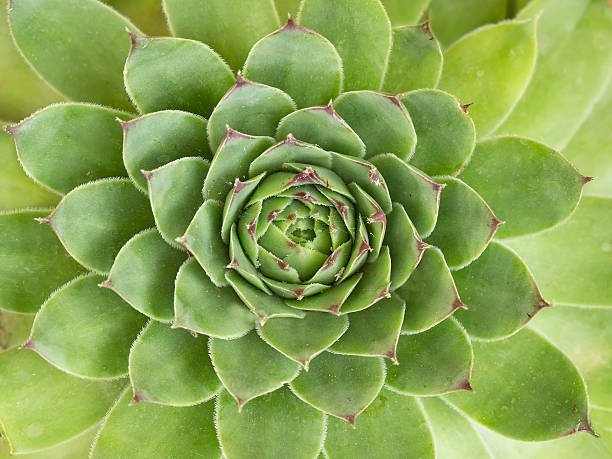 istock closeup green sempervivum for background 482151344