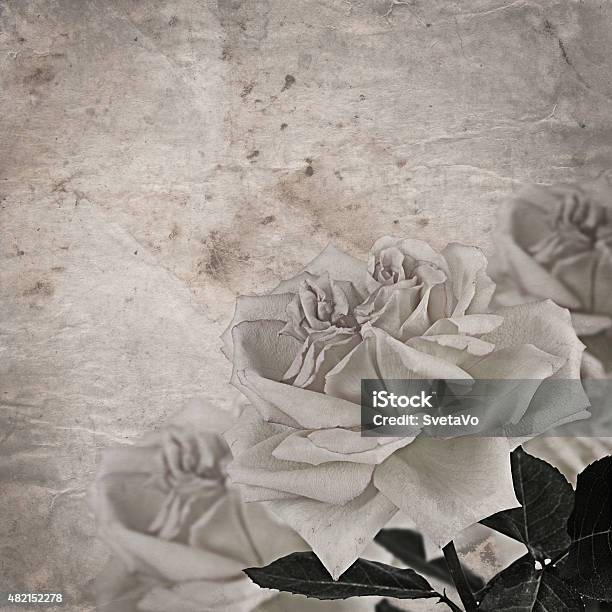 The Beautiful Rose A Vintage Background Stock Photo - Download Image Now - Flower, Rebellion, Valentine's Day - Holiday