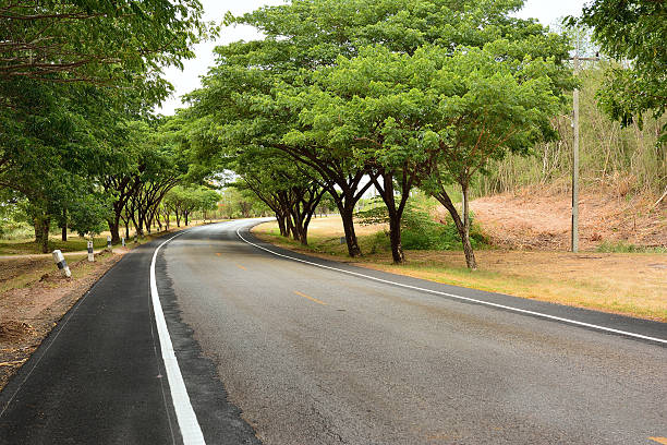 istock The road to tree tunnel. 482154774