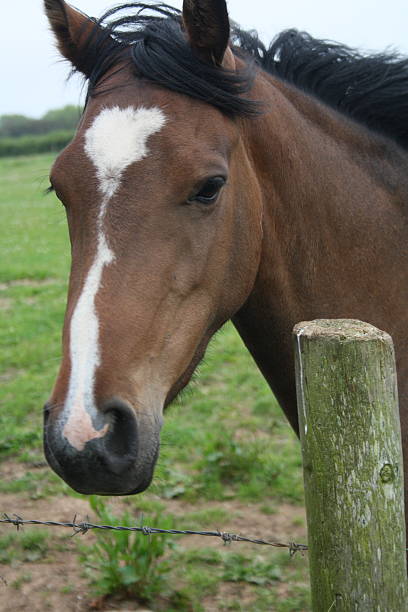 istock Portrait of a brown haorse 482155160
