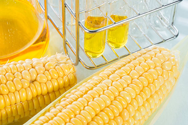 istock Biofuel or Corn Syrup sweetcorn 482155198