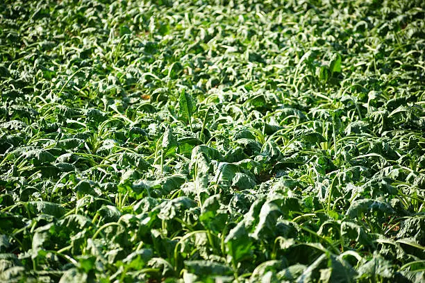 A field with green leaves of sugar beet, which withered by drought.