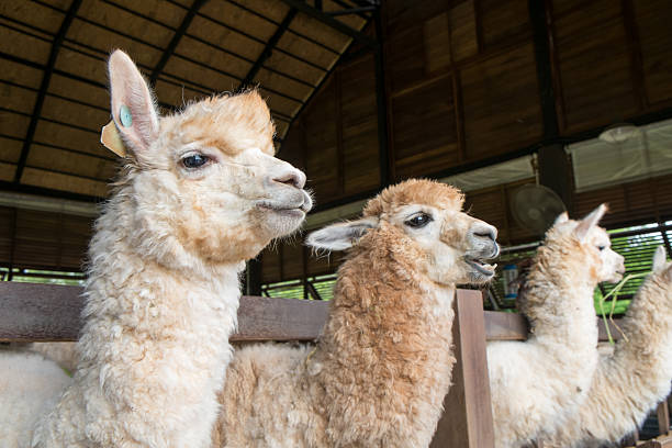 istock Alpaka in the fence 482156148