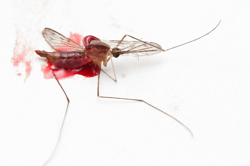 Anthomyiidae Muscoidea Fly Insect. Digitally Enhanced Photograph.