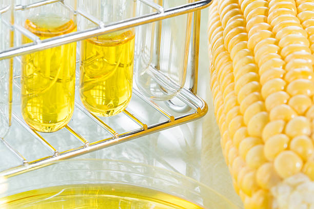 istock Biofuel or Corn Syrup sweetcorn 482156392