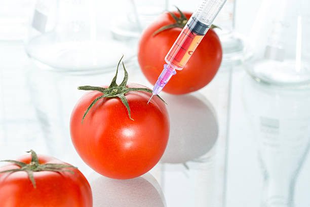 genmanipulation roten tomaten laborglas auf weiß - tomato genetic modification biotechnology green stock-fotos und bilder