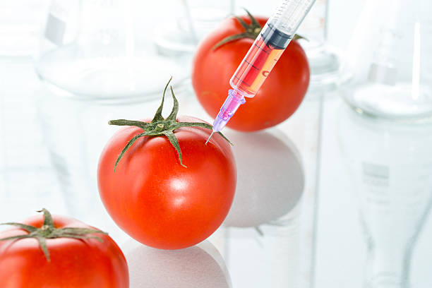 modificación genética roja sobre blanco de tomate material de vidrio de laboratorio - tomato genetic modification biotechnology green fotografías e imágenes de stock