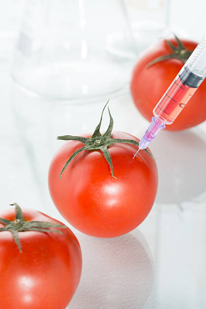 modificación genética roja sobre blanco de tomate material de vidrio de laboratorio - tomato genetic modification biotechnology green fotografías e imágenes de stock