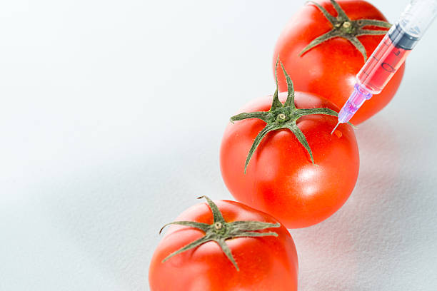 genmanipulation roten tomaten laborglas auf weiß - tomato genetic modification biotechnology green stock-fotos und bilder