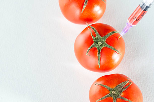 genmanipulation roten tomaten laborglas auf weiß - tomato genetic modification biotechnology green stock-fotos und bilder