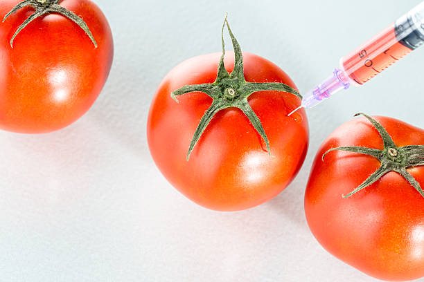 modificación genética roja sobre blanco de tomate material de vidrio de laboratorio - tomato genetic modification biotechnology green fotografías e imágenes de stock